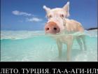 Прикрепленное изображение: image.jpg