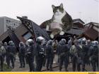 Прикрепленное изображение: котэ-живность-песочница-1290213.jpeg
