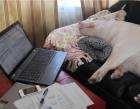 Прикрепленное изображение: Прохожий-фрилансер.jpg