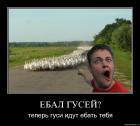 Прикрепленное изображение: ___________l82xbnqkgs25.jpg
