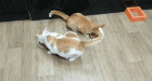 Прикрепленное изображение: ---101~1.GIF