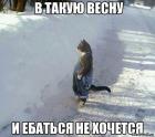 Прикрепленное изображение: котис5.JPG