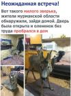 Прикрепленное изображение: оленёнок w9D1yj_lvOk.jpg