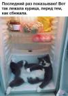 Прикрепленное изображение: Вот так лежала курица.jpg