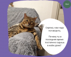 Прикрепленное изображение: Карантин глазами кота.png