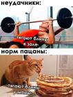 Прикрепленное изображение: Котик тягает блины.jpg