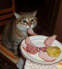 Прикрепленное изображение: Котик ест нарезку.jpg