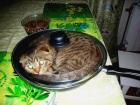 Прикрепленное изображение: Котик в сковородке.jpg