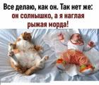 Прикрепленное изображение: Наглая рыжая морда.jpg
