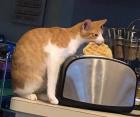 Прикрепленное изображение: Котик и вафли.jpg