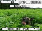 Прикрепленное изображение: jMnWB0co_4Q.jpg