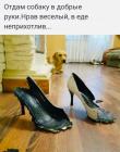 Прикрепленное изображение: В еде неприхотлив.jpg