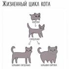 Прикрепленное изображение: Жизненный цикл кота.jpg