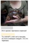 Прикрепленное изображение: кролик чертовски странный.jpg