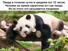 Прикрепленное изображение: Пандемия.jpg
