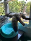Прикрепленное изображение: Дохлый кот 1.jpg
