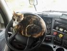 Прикрепленное изображение: Котик на руле.jpg