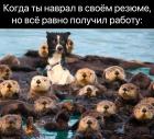 Прикрепленное изображение: Наврал в резюме.jpg