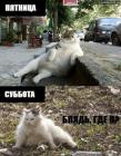 Прикрепленное изображение: wyLBju88kRQ.jpg