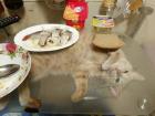 Прикрепленное изображение: 190526-85095lal.jpg