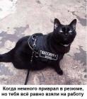 Прикрепленное изображение: 1595931523.jpg