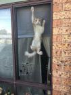 Прикрепленное изображение: Котик на окне.jpg
