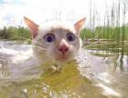 Прикрепленное изображение: Котик плывет.jpg