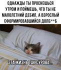 Прикрепленное изображение: Взрослый долбоеб.jpg