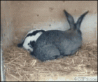 Прикрепленное изображение: KrapR8i.gif