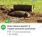 Прикрепленное изображение: Злая свинья Juu5iMexkWc.jpg
