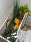 Прикрепленное изображение: Уточки в бачке.jpg
