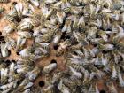 Прикрепленное изображение: apis-mellifera_02.jpg