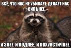 Прикрепленное изображение: Енот злее.jpg