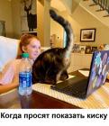 Прикрепленное изображение: Просят показать киску.jpg