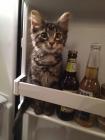 Прикрепленное изображение: Котик в холодильнике 2.jpg