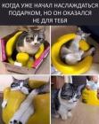 Прикрепленное изображение: Подарок не для котика.jpg