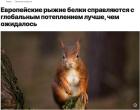 Прикрепленное изображение: scale_1200_европейские рыжие белки.jpg