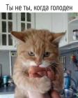 Прикрепленное изображение: Котик с сосисками.jpg