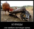 Прикрепленное изображение: Курицы заебали орлов.jpg