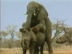 Прикрепленное изображение: Однажды в Африке.gif