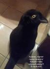 Прикрепленное изображение: IMG-20181101-WA0002.jpg