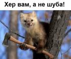 Прикрепленное изображение: 1574605483.jpg