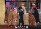Прикрепленное изображение: 1573044936.jpg