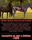 Прикрепленное изображение: HP_nA7zTROg.jpg