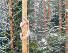 Прикрепленное изображение: un_gars_completement_nu_escalade_a_un_arbre.jpg