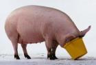 Прикрепленное изображение: pigs_breakfast1.jpg