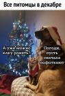 Прикрепленное изображение: Питомцы в декабре.jpg