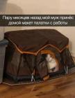 Прикрепленное изображение: Кот в макете палатки.jpg